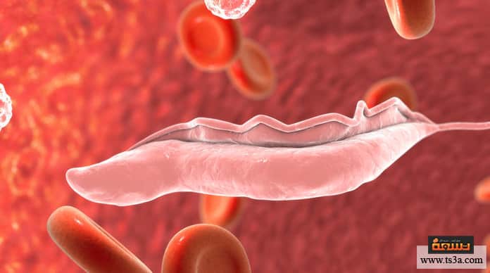ذبابة التسي تسي دورة حياة طفيل التريبانوسوما
