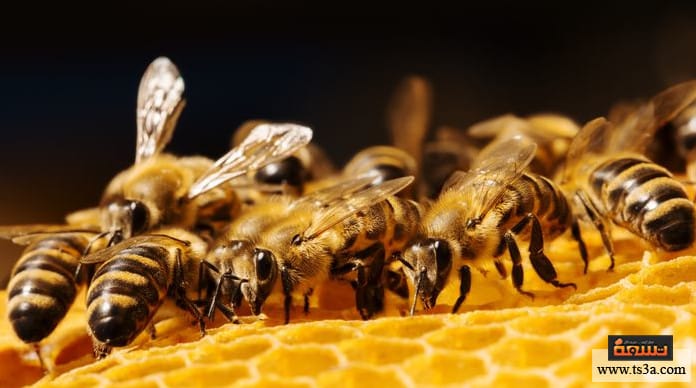 شمع العسل ما هي أضرار أكل شمع العسل ؟