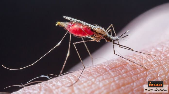 مرض الملاريا أسباب مرض الملاريا