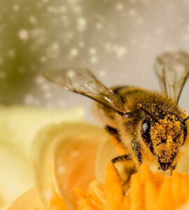 إنقاذ النحل