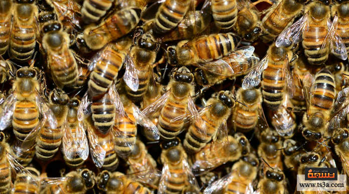 إنقاذ النحل ابحث عبر الإنترنت