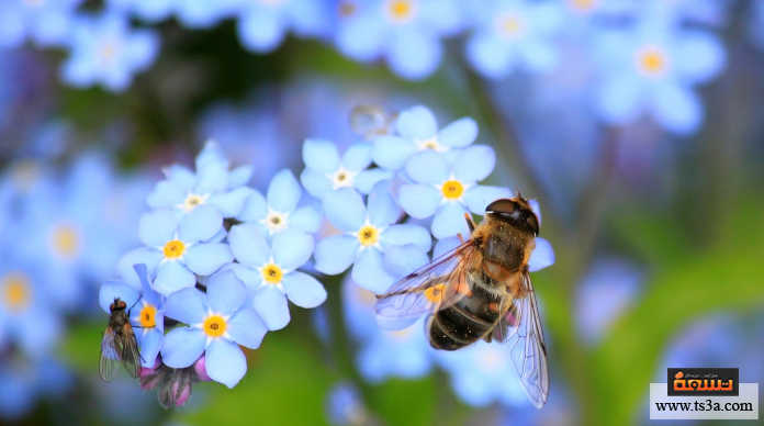 إنقاذ النحل زرع الزهور المناسبة لها